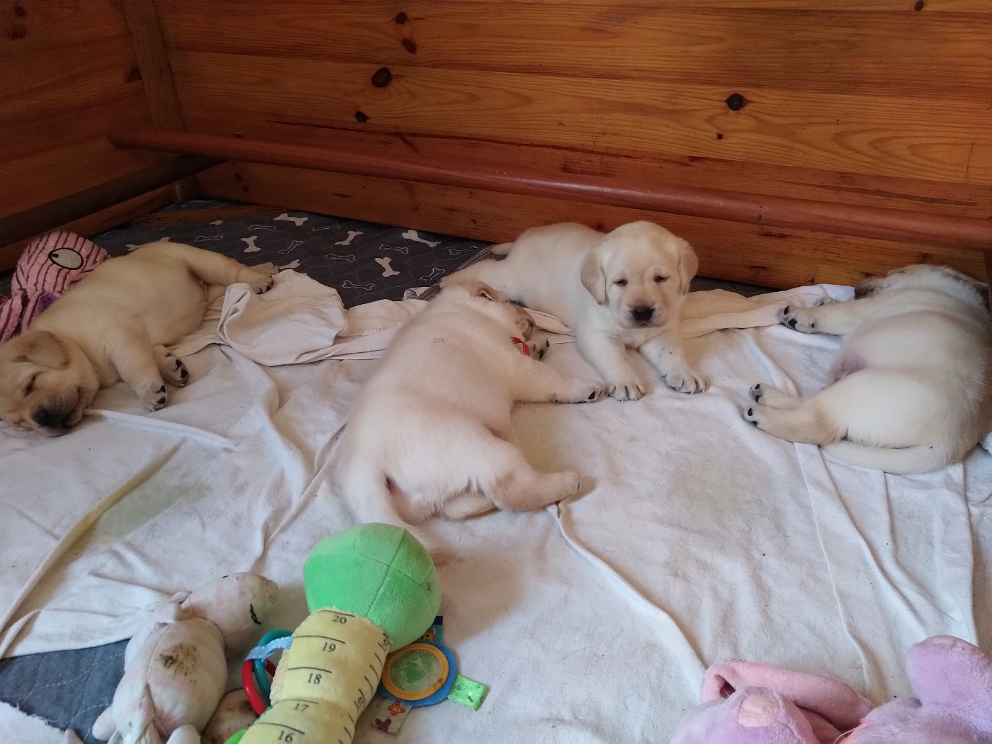 Naissances des chiots d'Ozone et Fullcool Umberto
