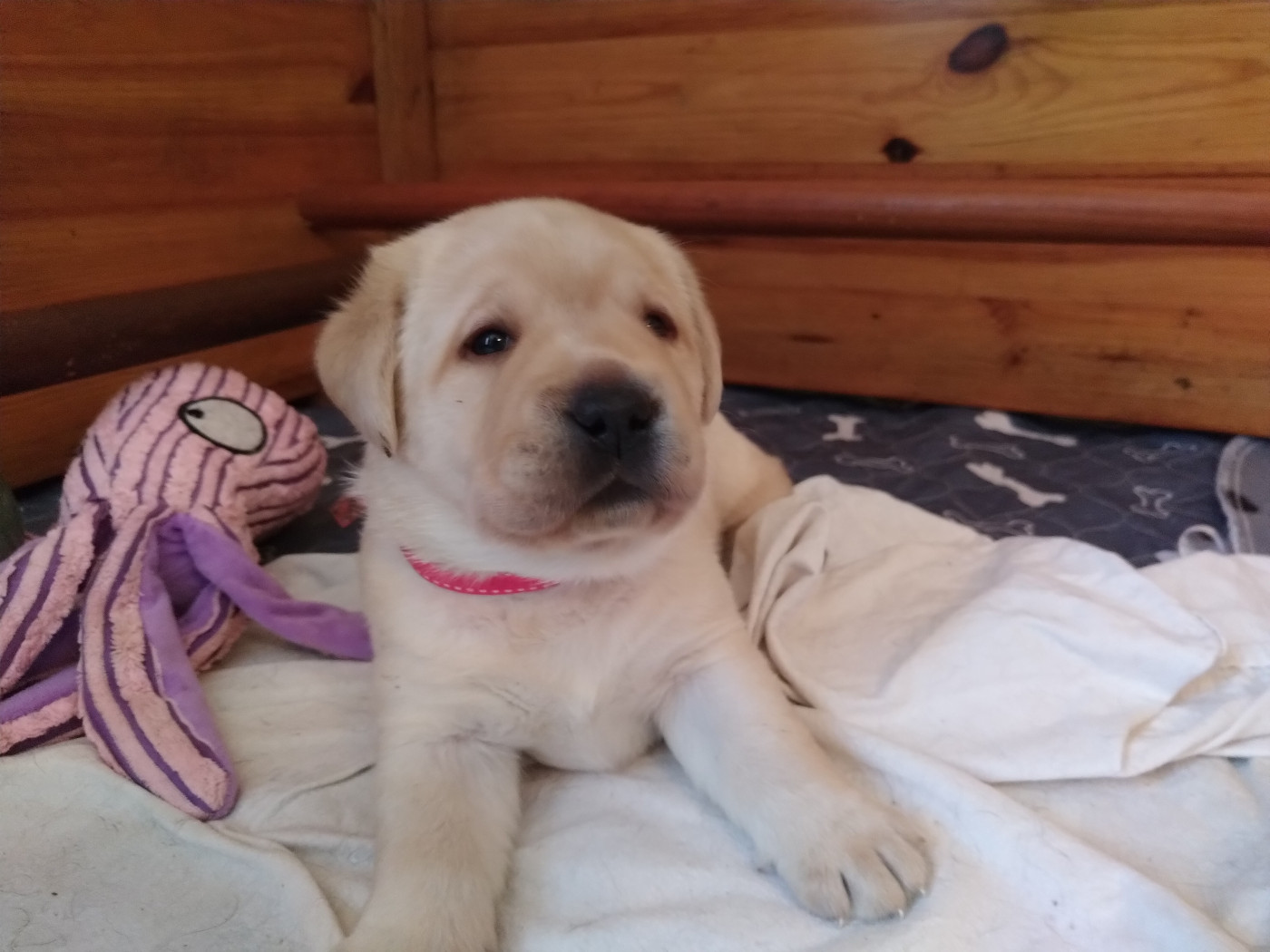 Erin Shores - Chiots disponibles - Labrador Retriever