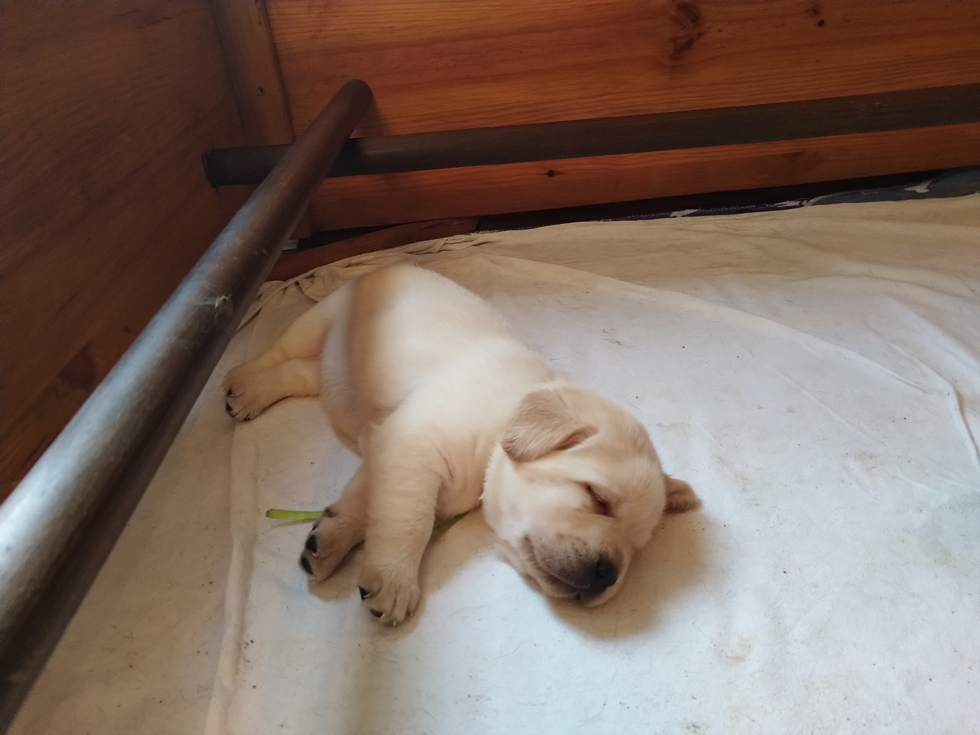 Erin Shores - Chiots disponibles - Labrador Retriever