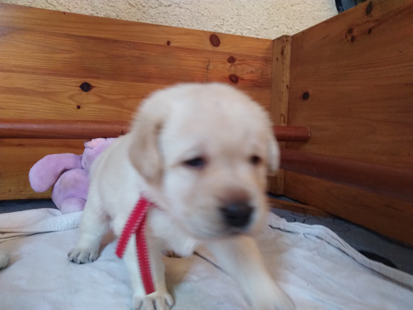 Erin Shores - Chiots disponibles - Labrador Retriever