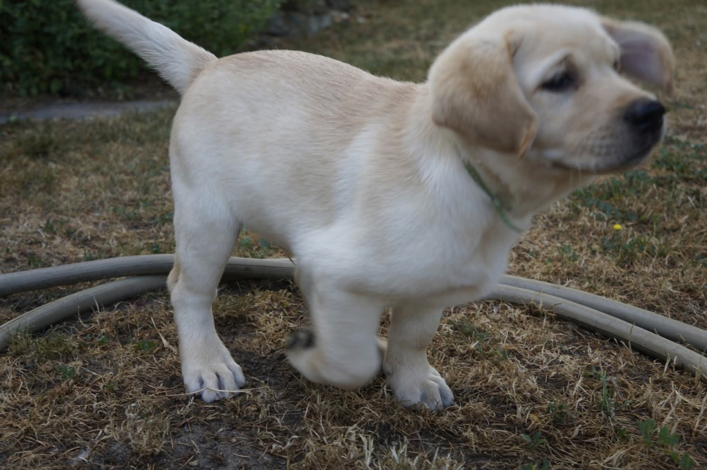 Erin Shores - Chiots disponibles - Labrador Retriever
