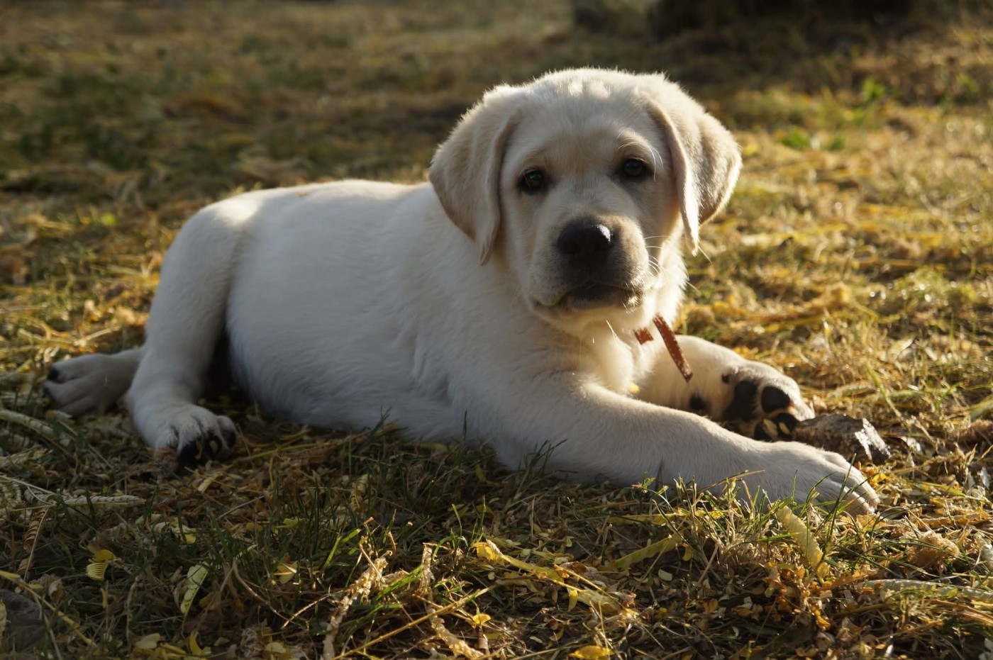Erin Shores - Chiots disponibles - Labrador Retriever