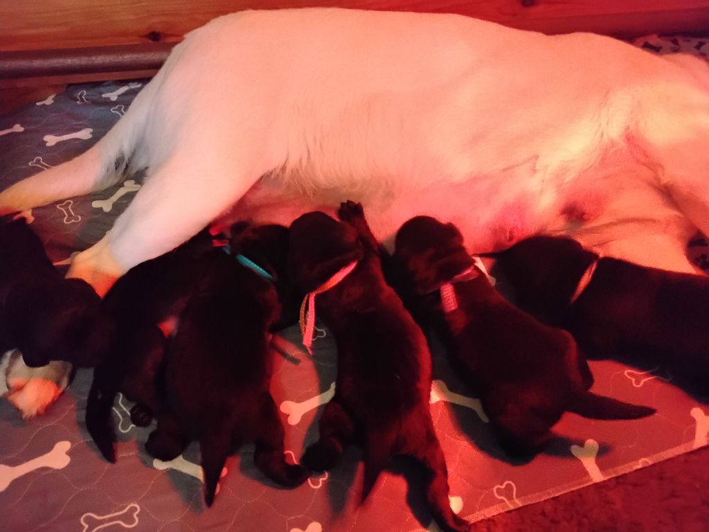 Erin Shores - Labrador Retriever - Portée née le 28/02/2025
